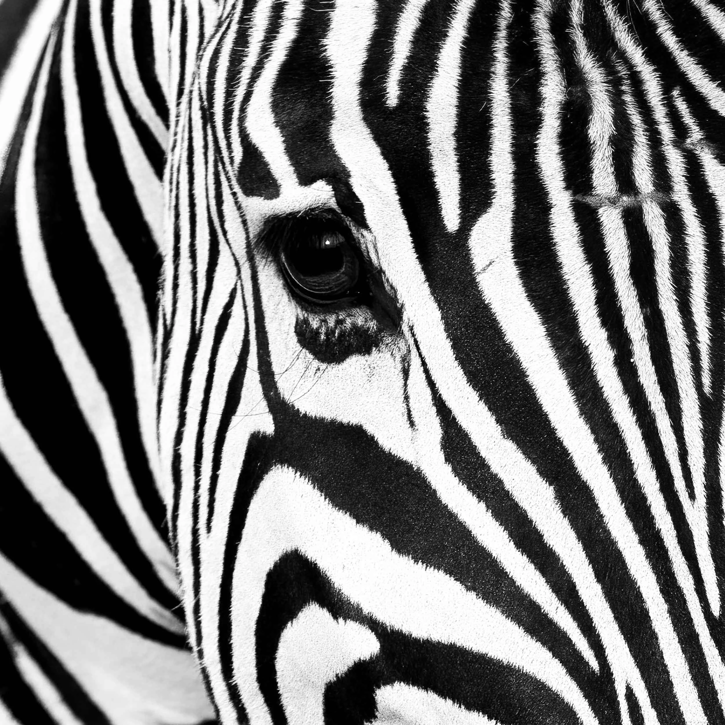 Black or White.jpg