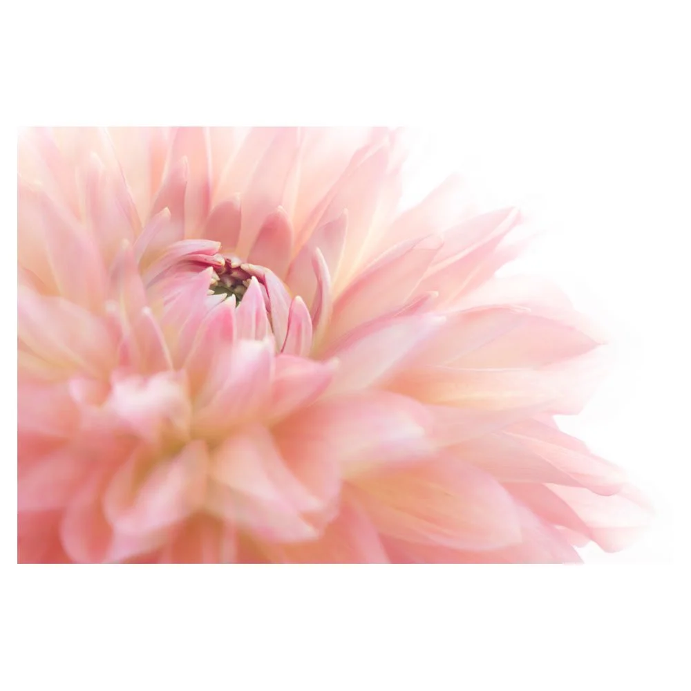 Be Dahlia