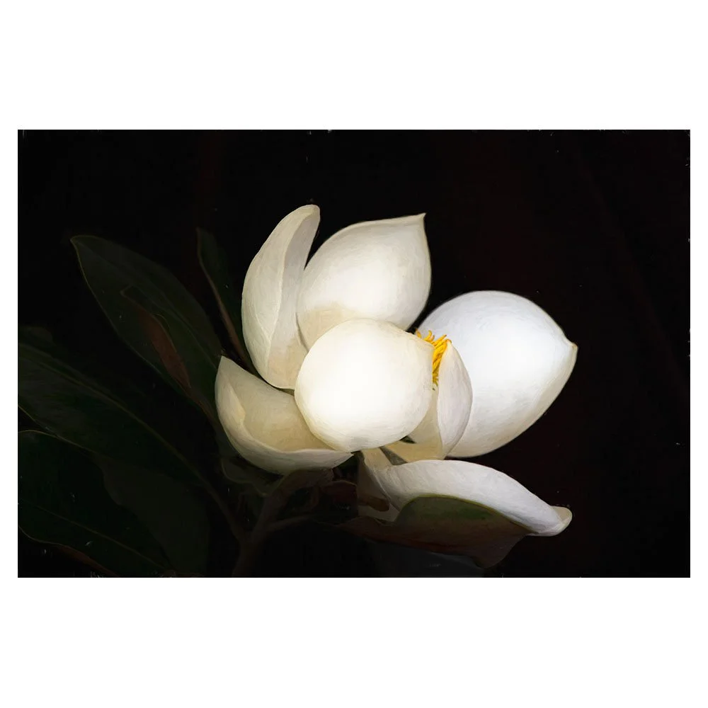 Magnolia (1)