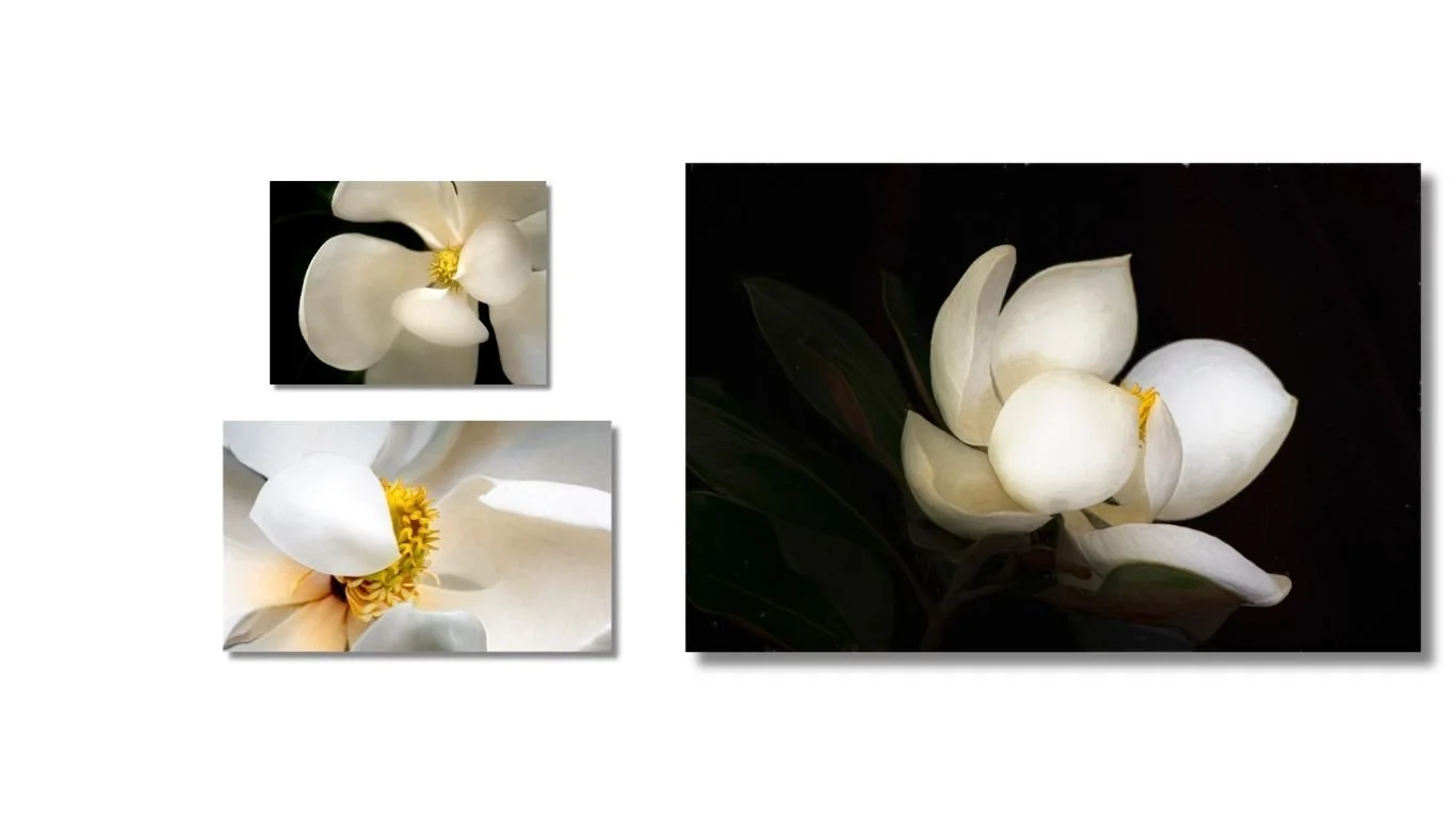 Magnolia Collection