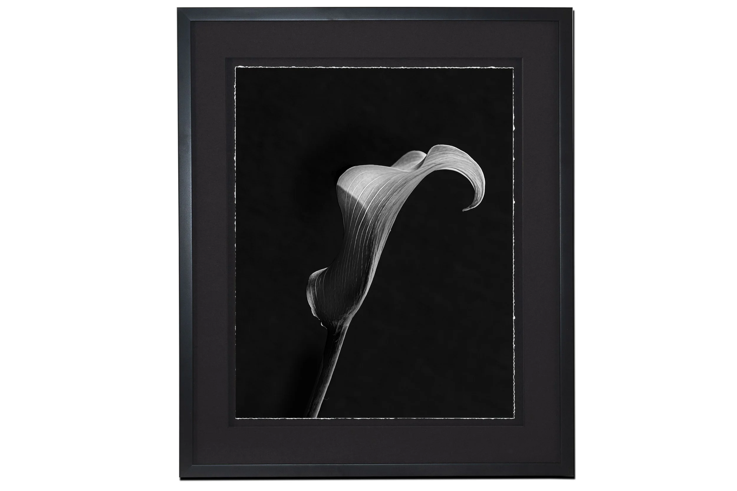 calla bw framed torn.jpg