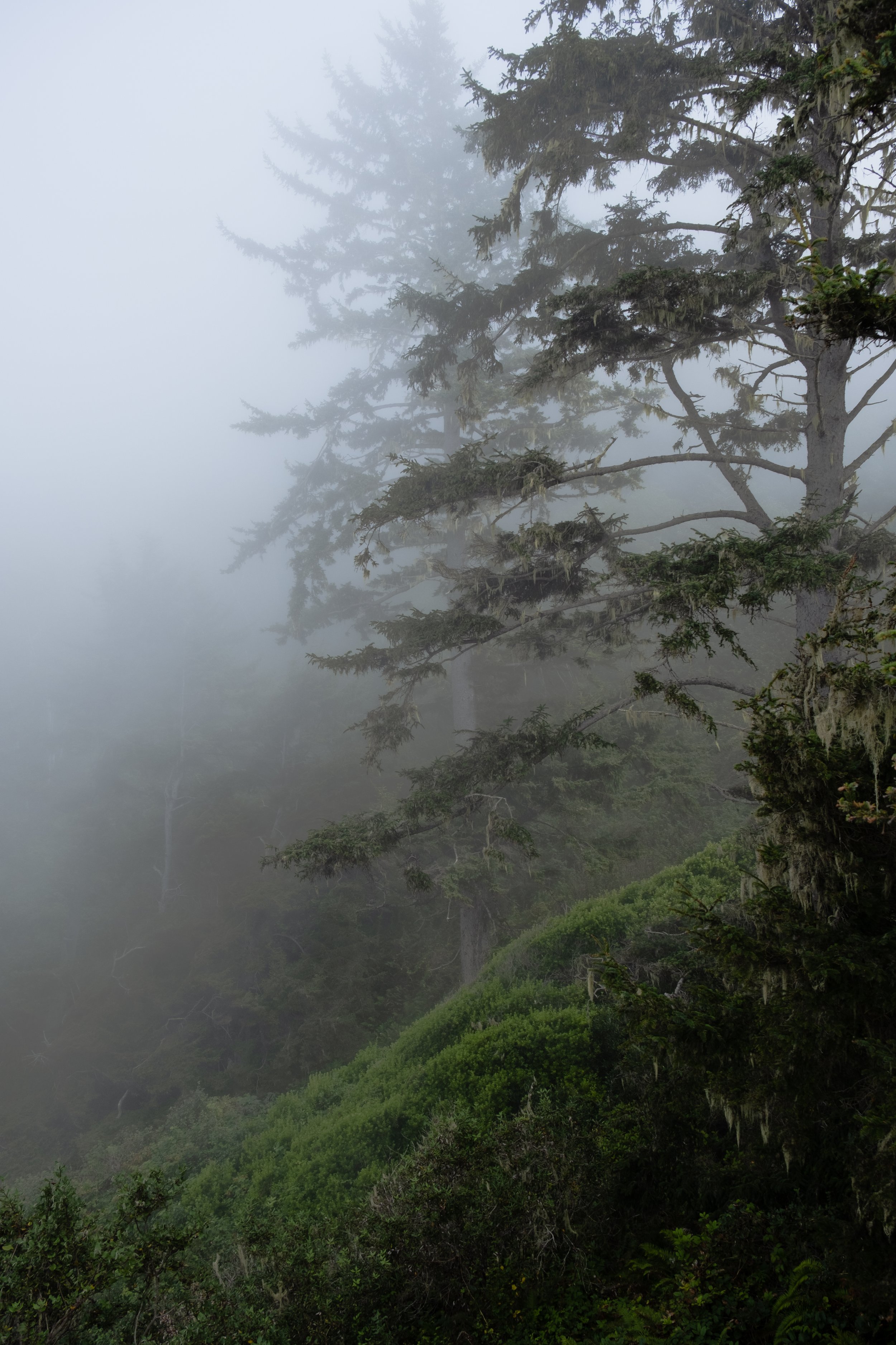 Coastal Fog