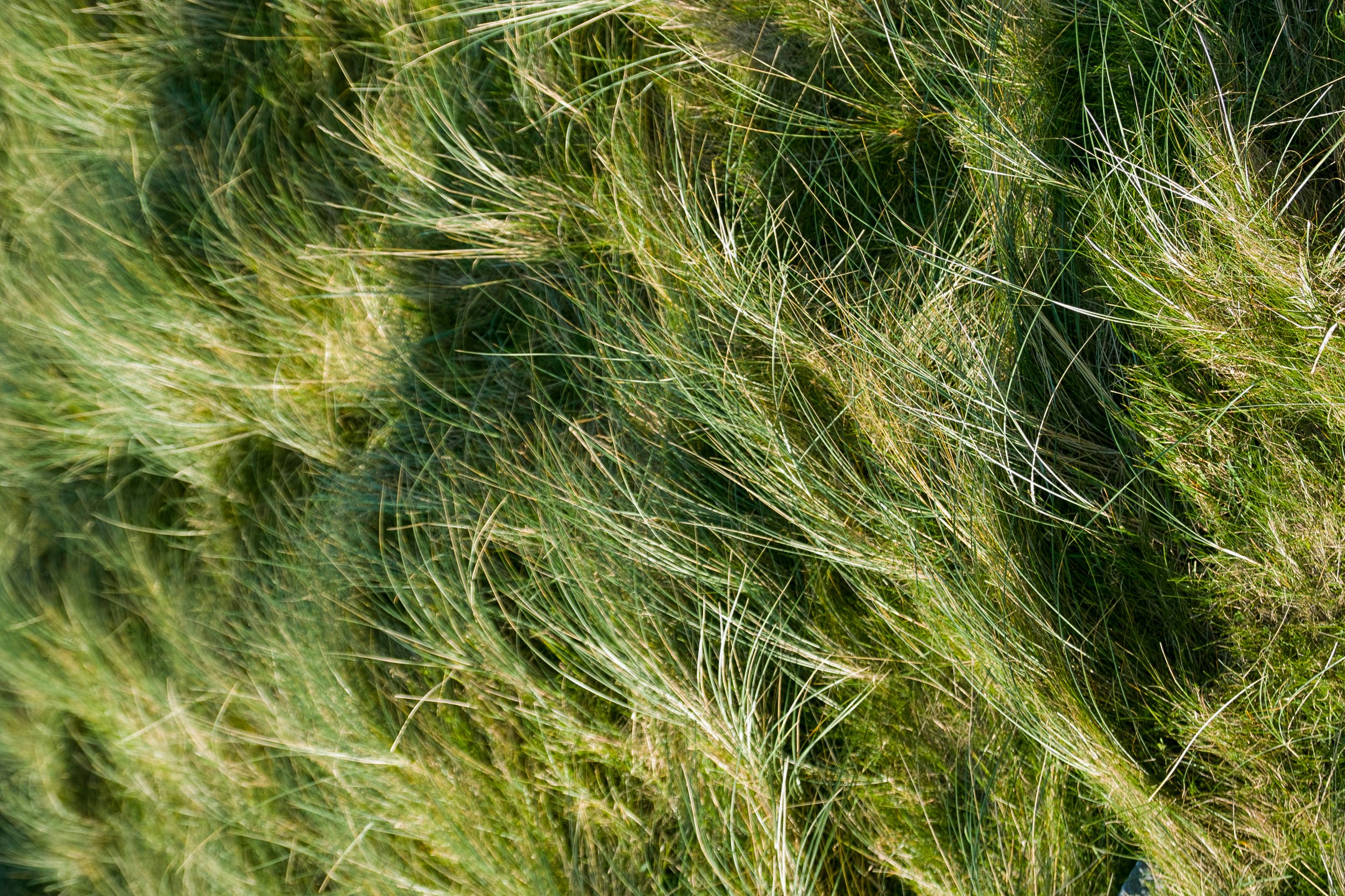 Hairs of the Earth I