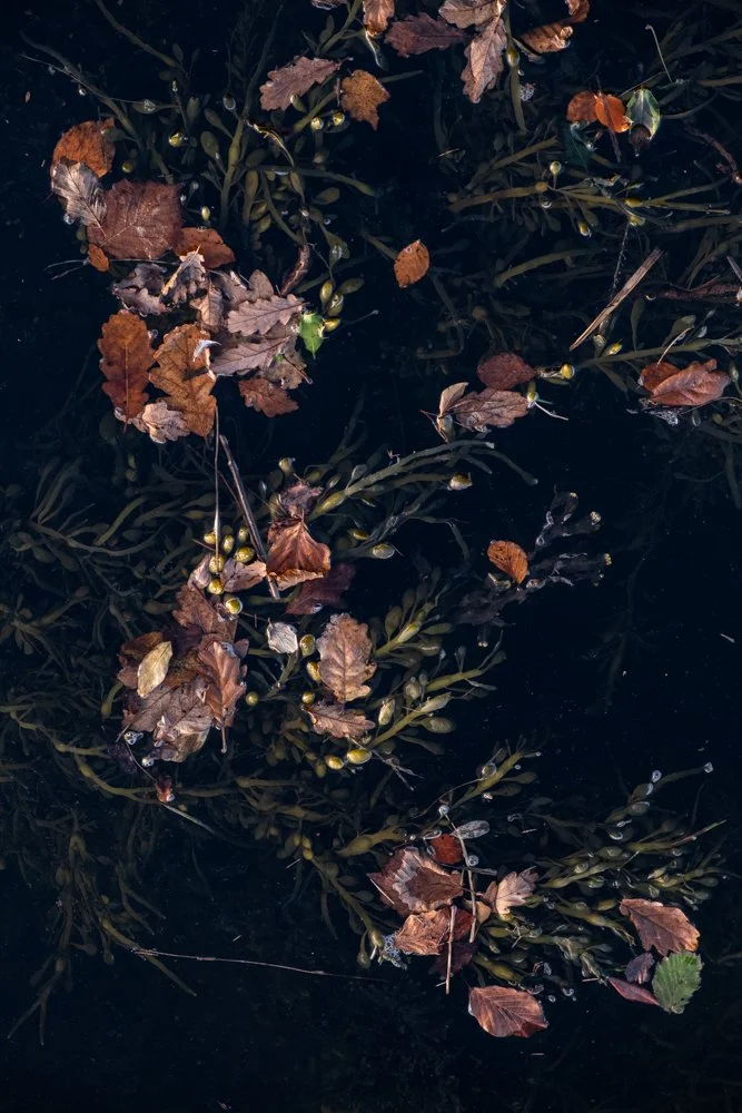 Autumn Atop the Tide