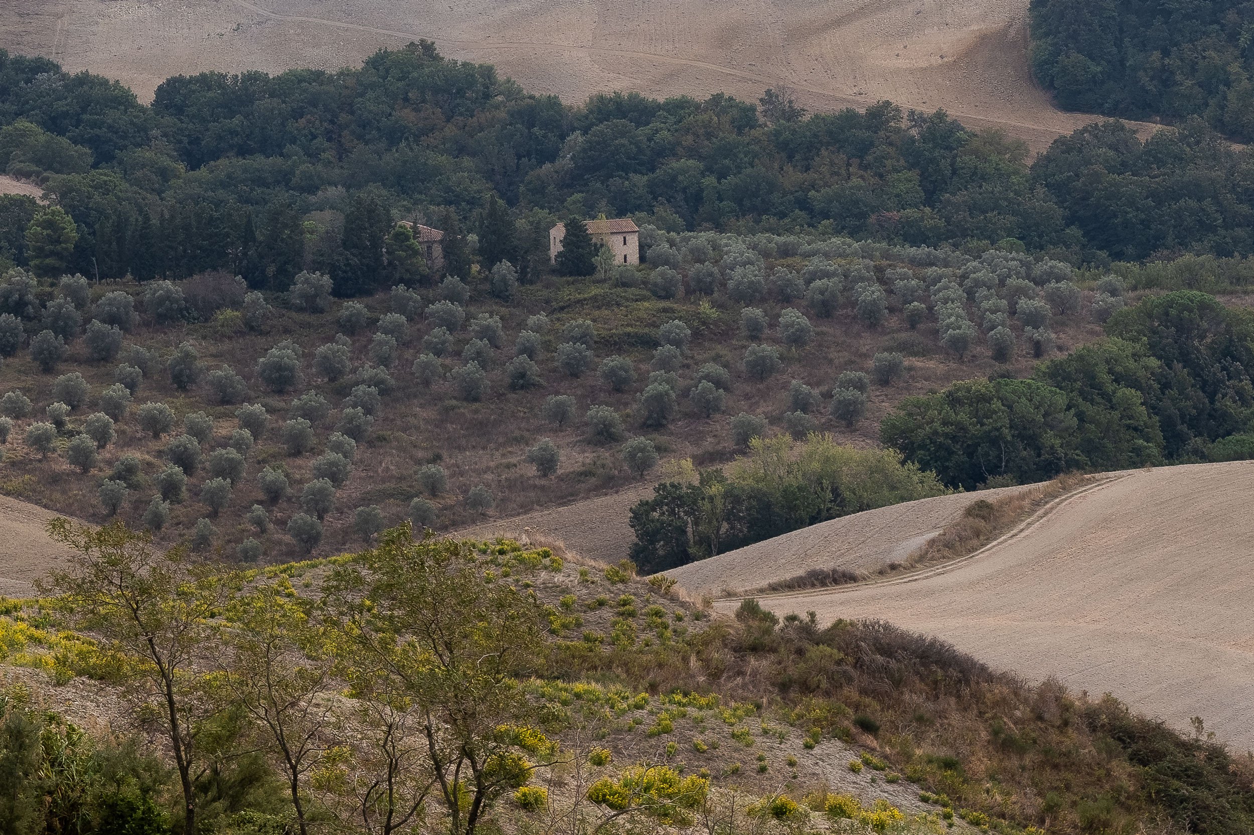 Olive Grove, Tuscany