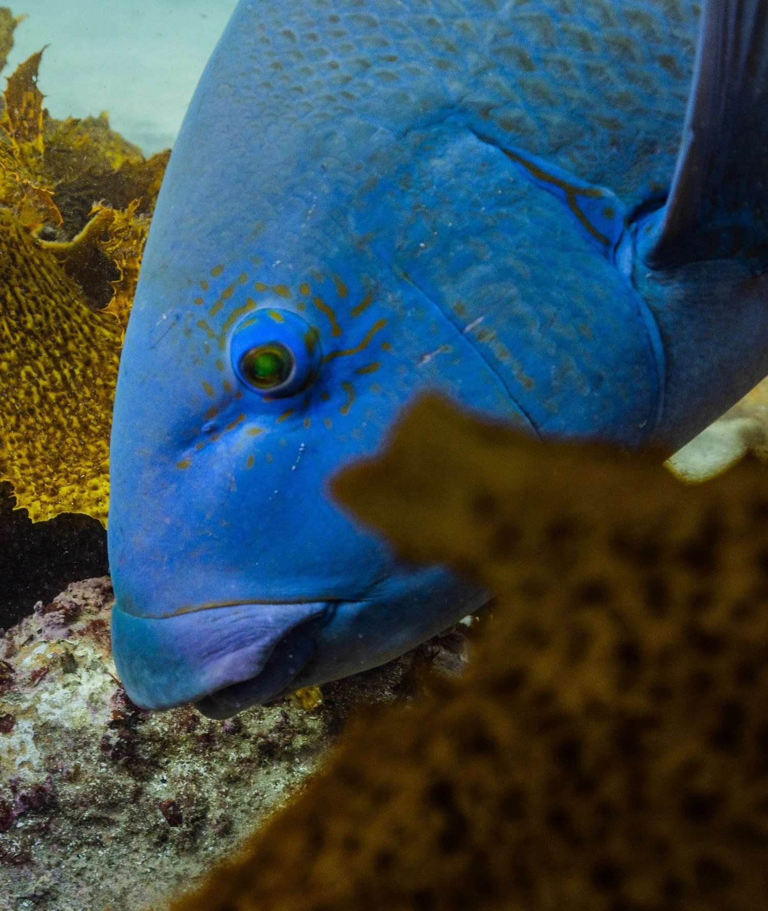 Blue groper underwater cinematography Sydney Australia