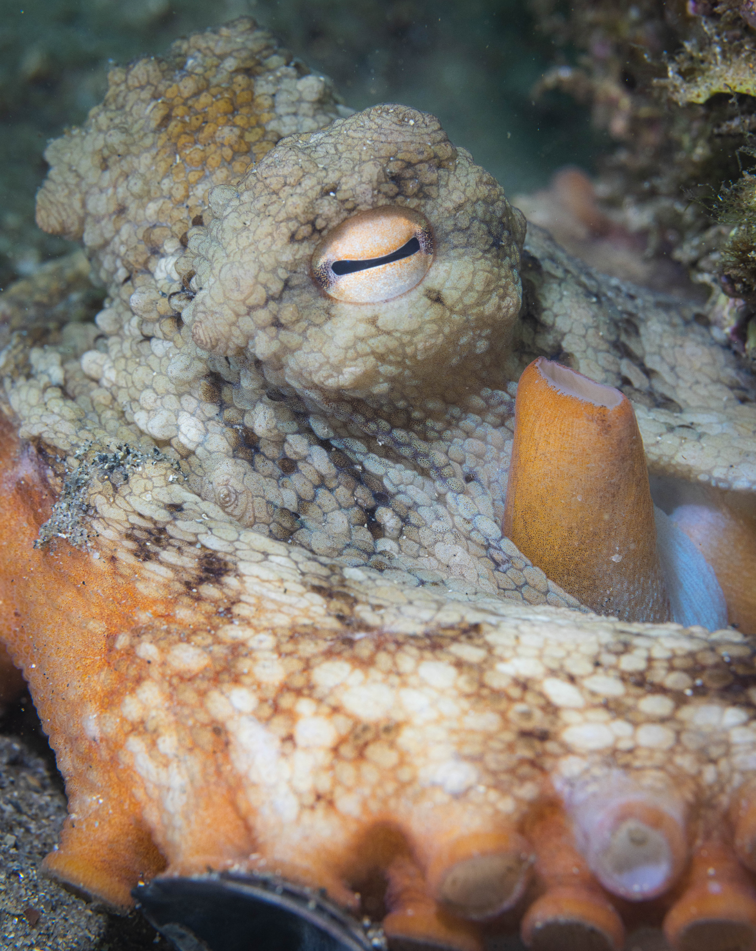 Gloomy octopus underwater stock footage Sydney Australia