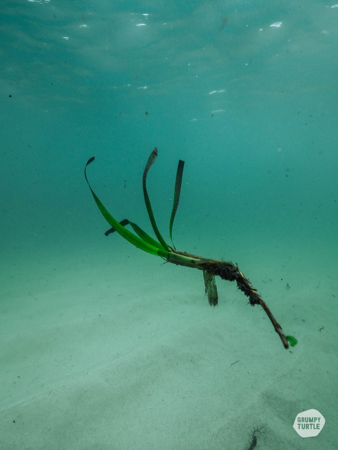SeagrassRestoration_OperationPosidonia_GrumpyTurtle_HarrietSpark-21.jpg