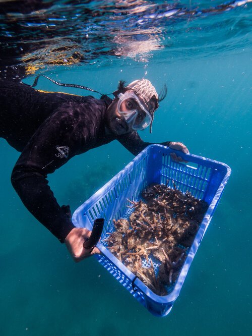 whitsundays_reefecologic_coralrestoration-12.jpg