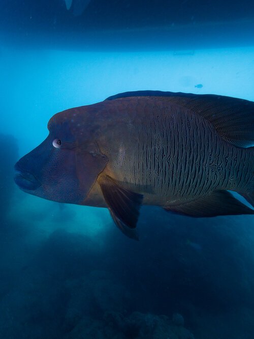 whitsundays_reefecologic_coralrestoration-25.jpg