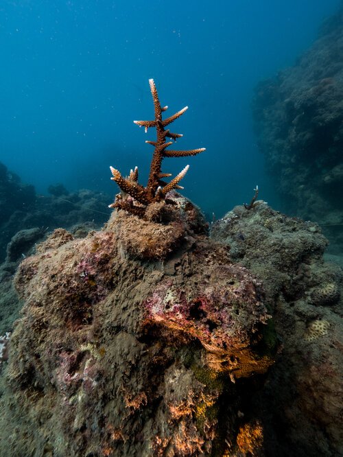 whitsundays_reefecologic_coralrestoration-32.jpg