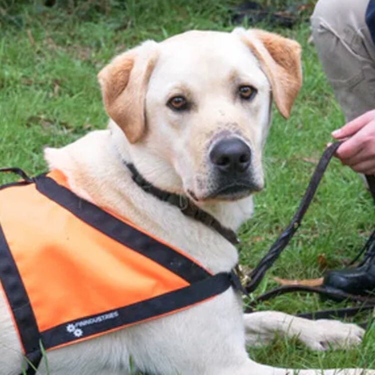 READ: Meet Moss, the detection dog helping Tassie devils find love