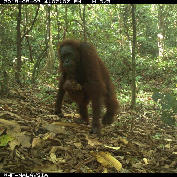 READ: Caught in the act: camera traps snare rarest species