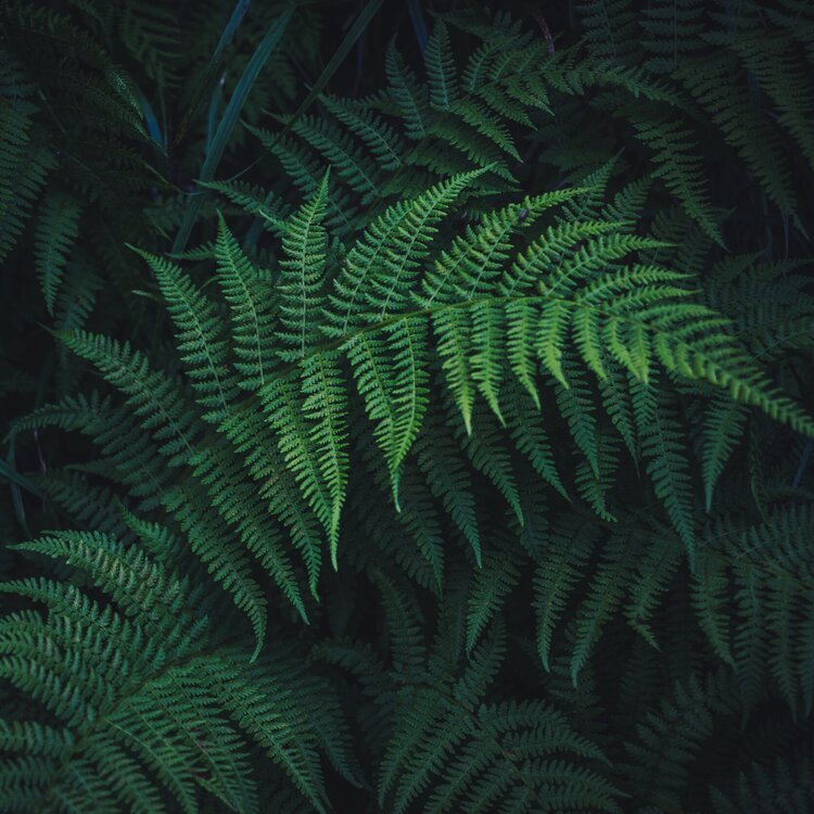 https://theconversation.com/tree-ferns-are-older-than-dinosaurs-and-thats-not-even-the-most-interesting-thing-about-them-138435