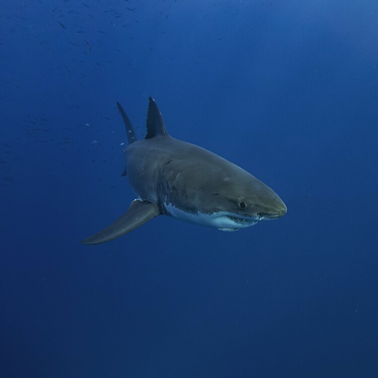 READ: Lifeguards with drones keep us (and sharks) safe, and beach-goers agree