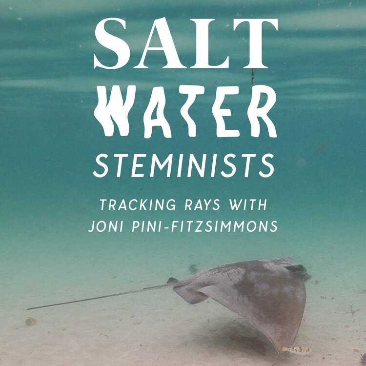 WATCH: Salt Water Steminists: Tracking sting rays with Joni Pini-Fitzsimmons