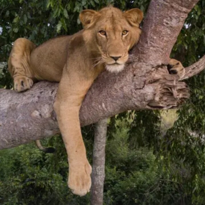 WATCH: Researchers capture drone footage of African 'tree lions' in conservation study