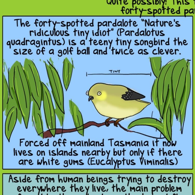 READ: Science is saving the forty-spotted pardalote - nature’s ridiculous tiny idiot