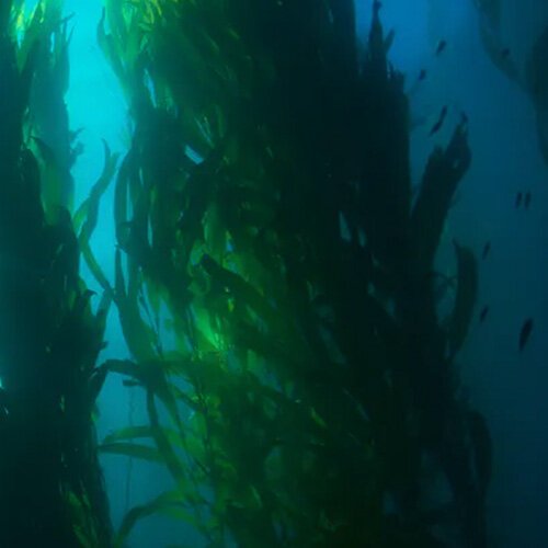 READ: How farming giant seaweed can feed fish and fix the climate