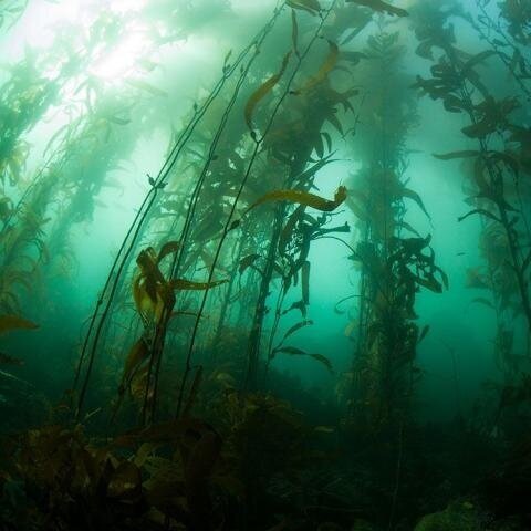 READ: The secrets stored within seaweed