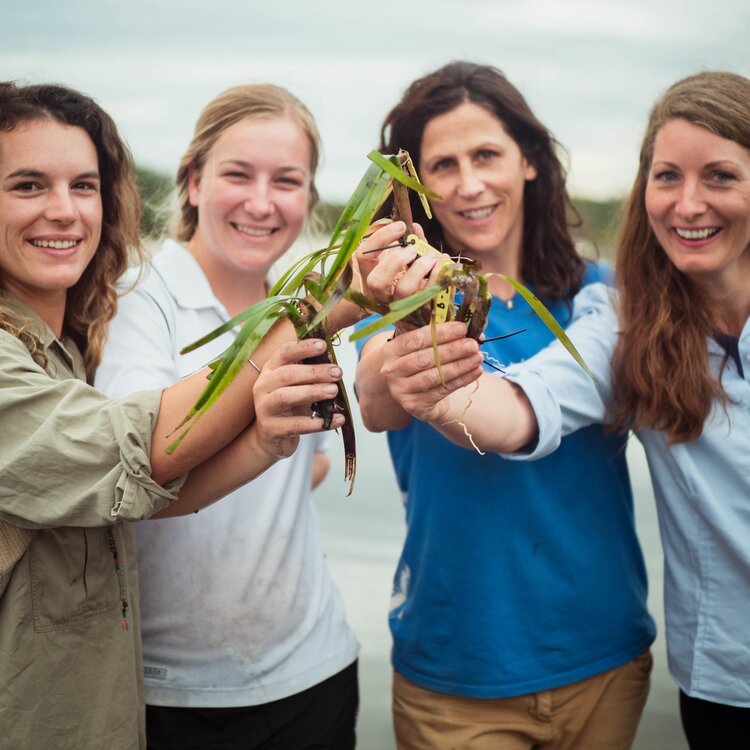 WATCH: How the 'Storm Squad' is helping scientists save seagrass