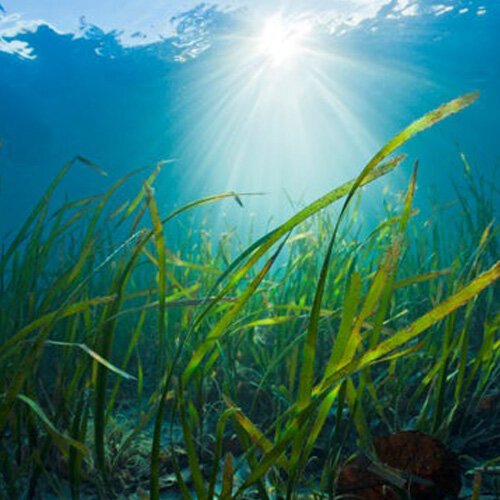 READ: Seagrass forests can counteract ocean acidification