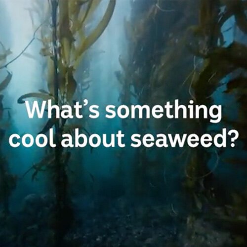 WATCH: Deep Dive Q&amp;A – Seaweed