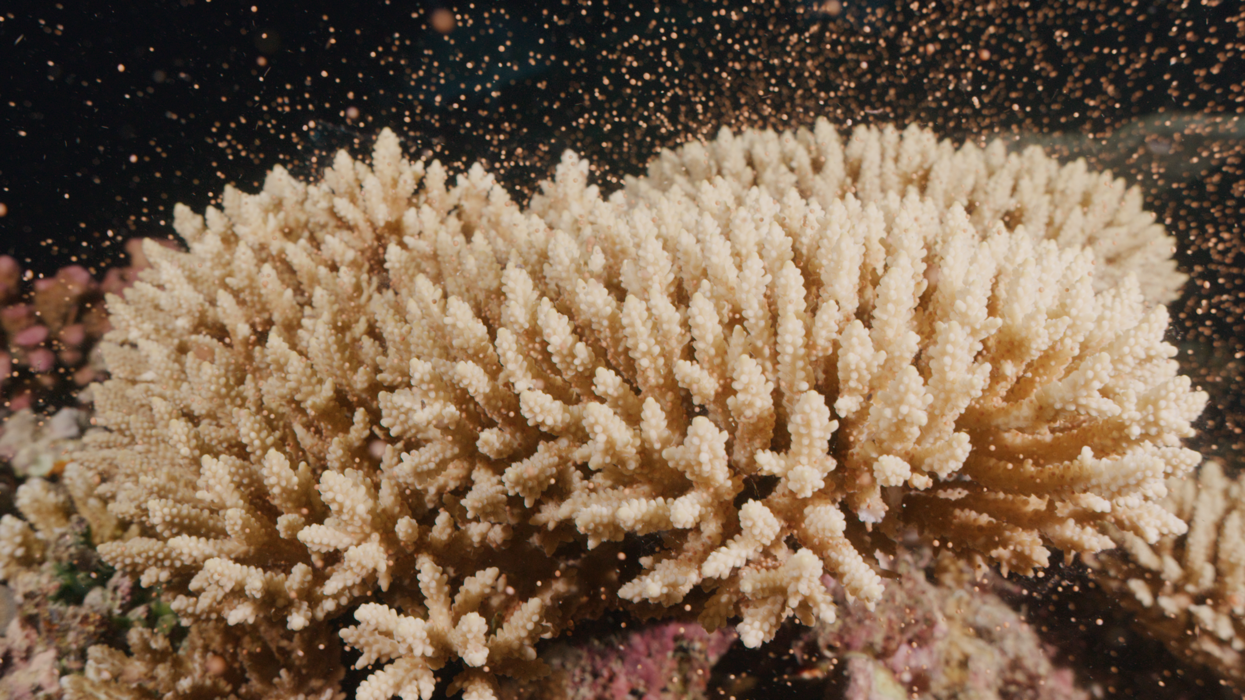 Coral spawning Great Barrier Reef underwater cinematography Australia