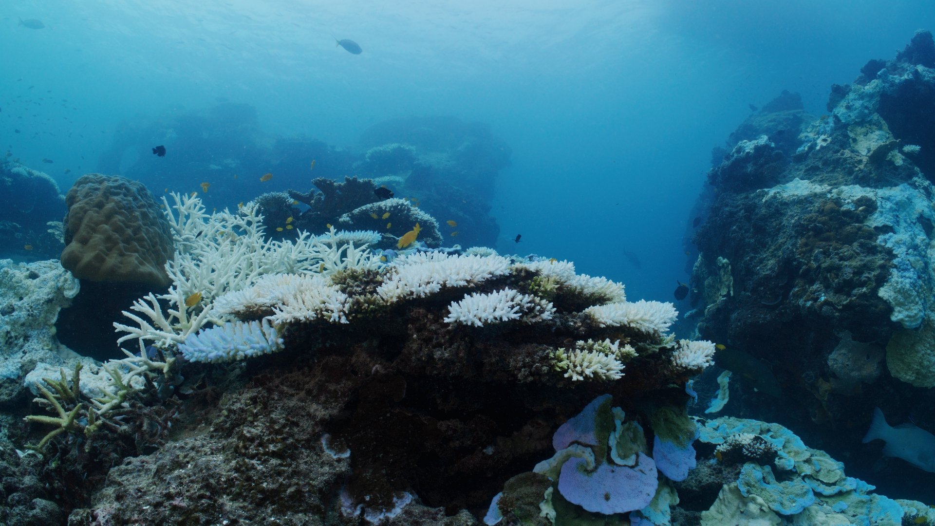 AMCS Coral Bleaching _1.4.2.jpg