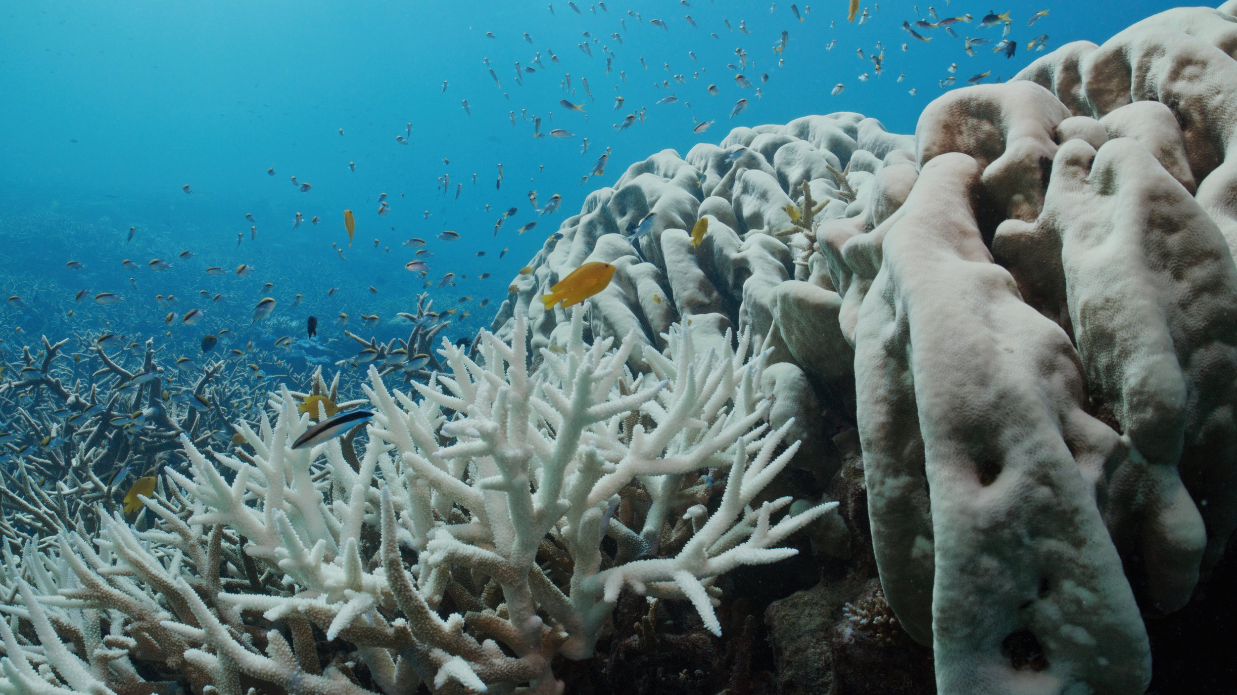 AMCS Coral Bleaching _1.28.1.jpg