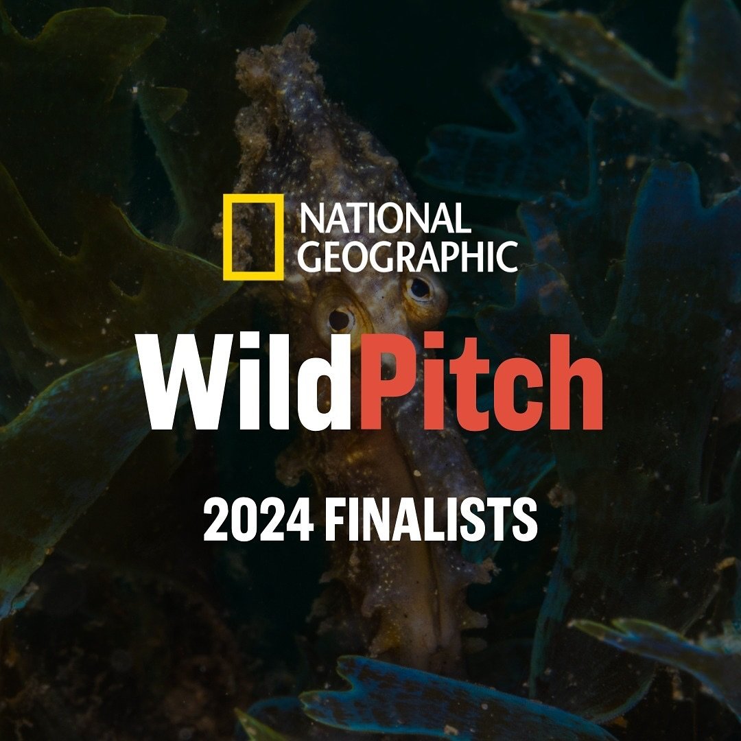 We are so thrilled to have been selected as a Wildpitch finalist at @wildscreenorg this year! 🎥

After receiving over 70 applications, 9 projects from emerging and established environmental filmmakers around the world were chosen to be pitched at Wi
