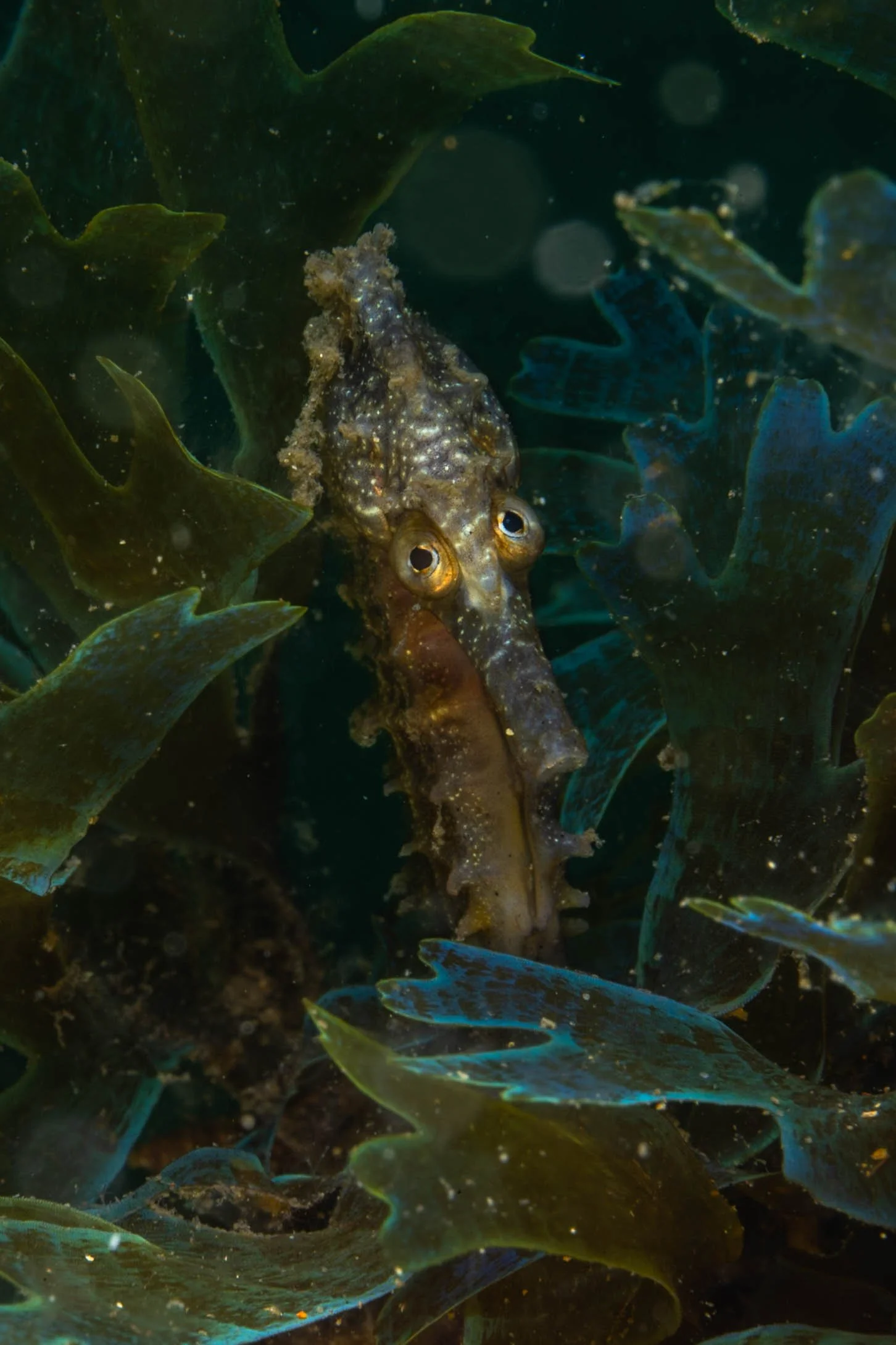 Seahorse School to Pitch at AIDC 2026