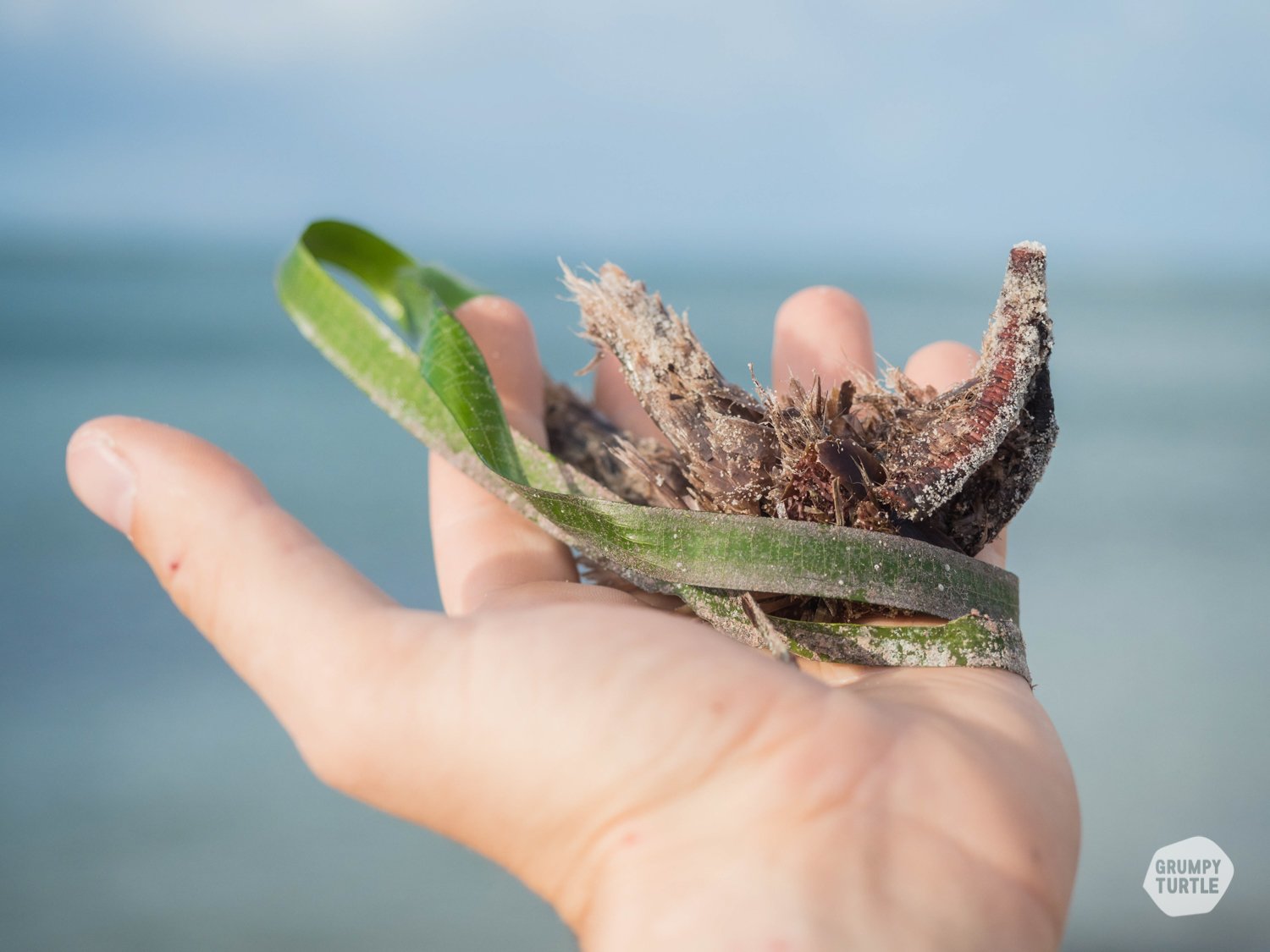 SeagrassRestoration_OperationPosidonia_GrumpyTurtle_HarrietSpark-14.jpg