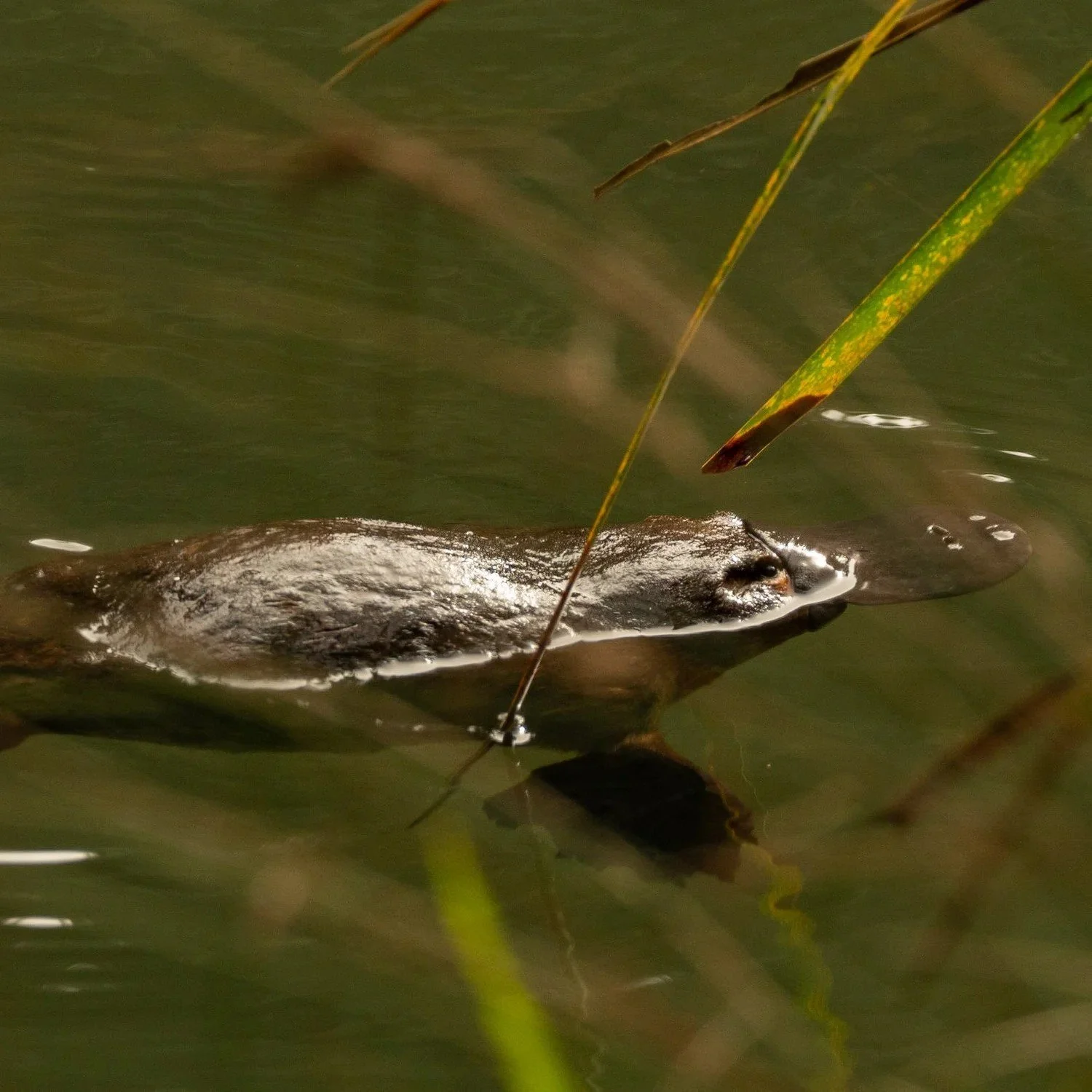 Still from Protecting Platypus, filmed by Grumpy Turtle Films for Australian Conservation Foundation