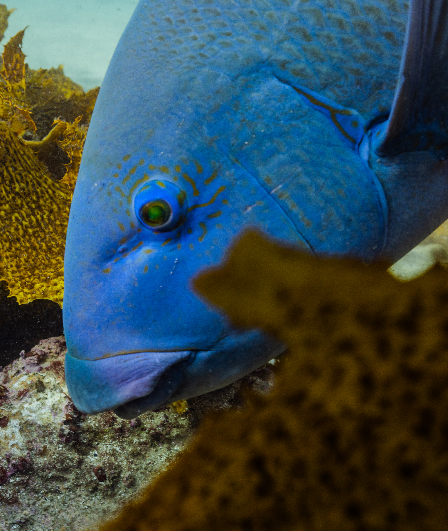Blue groper underwater cinematography Sydney Australia