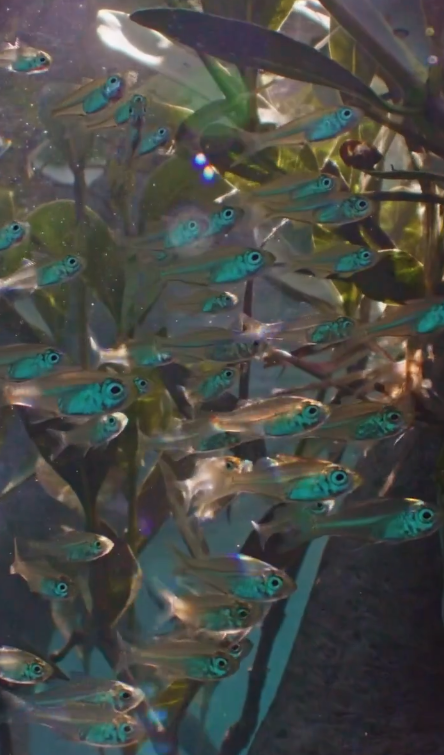 Mangroves underwater film production Australia natural history