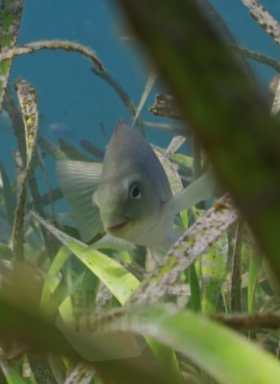 Seagrass meadows underwater stock footage Australia natural history