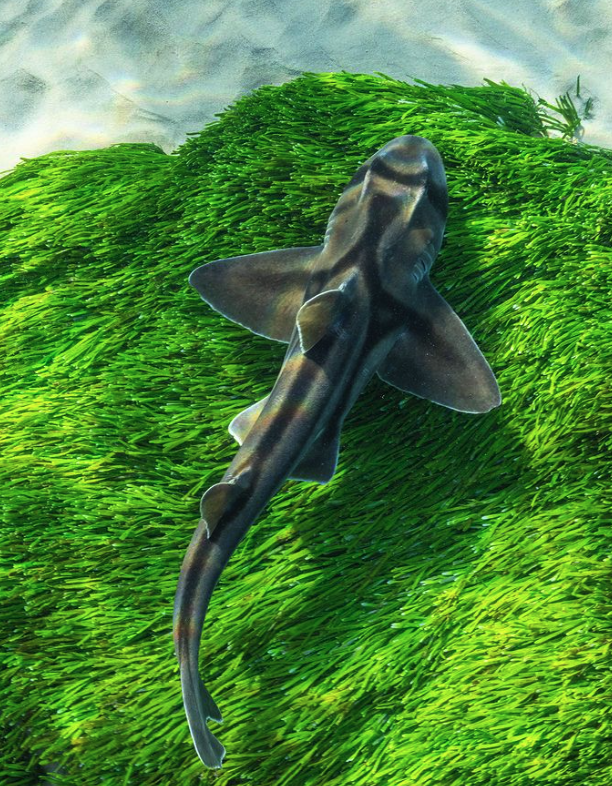 Port Jackson shark underwater cinematography Sydney Australia