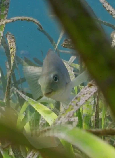 Seagrass meadows underwater stock footage Australia natural history