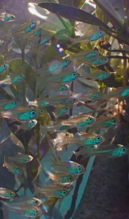 Mangroves underwater film production Australia natural history