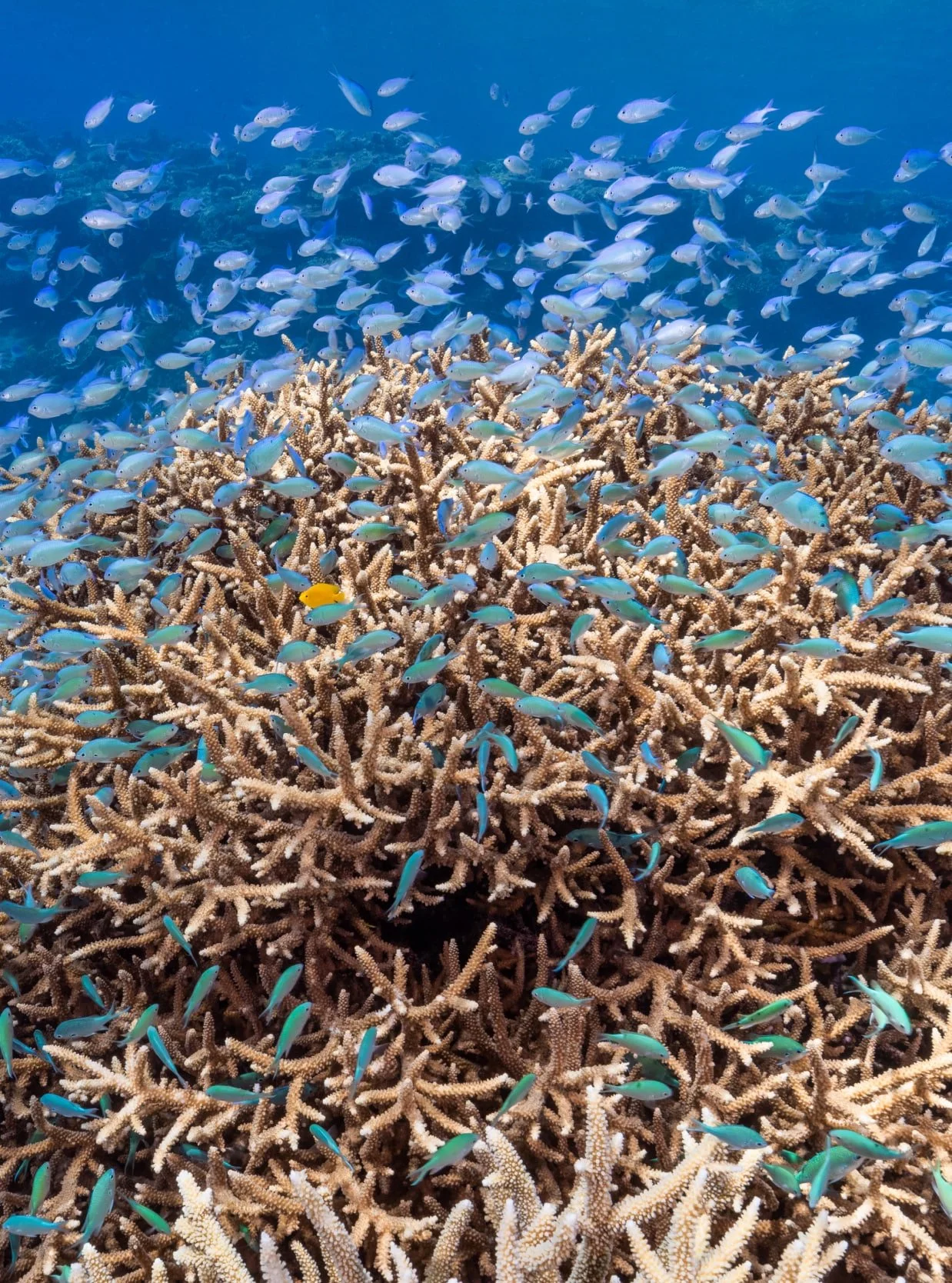 Great Barrier Reef schooling fish underwater stock footage 8K Australia