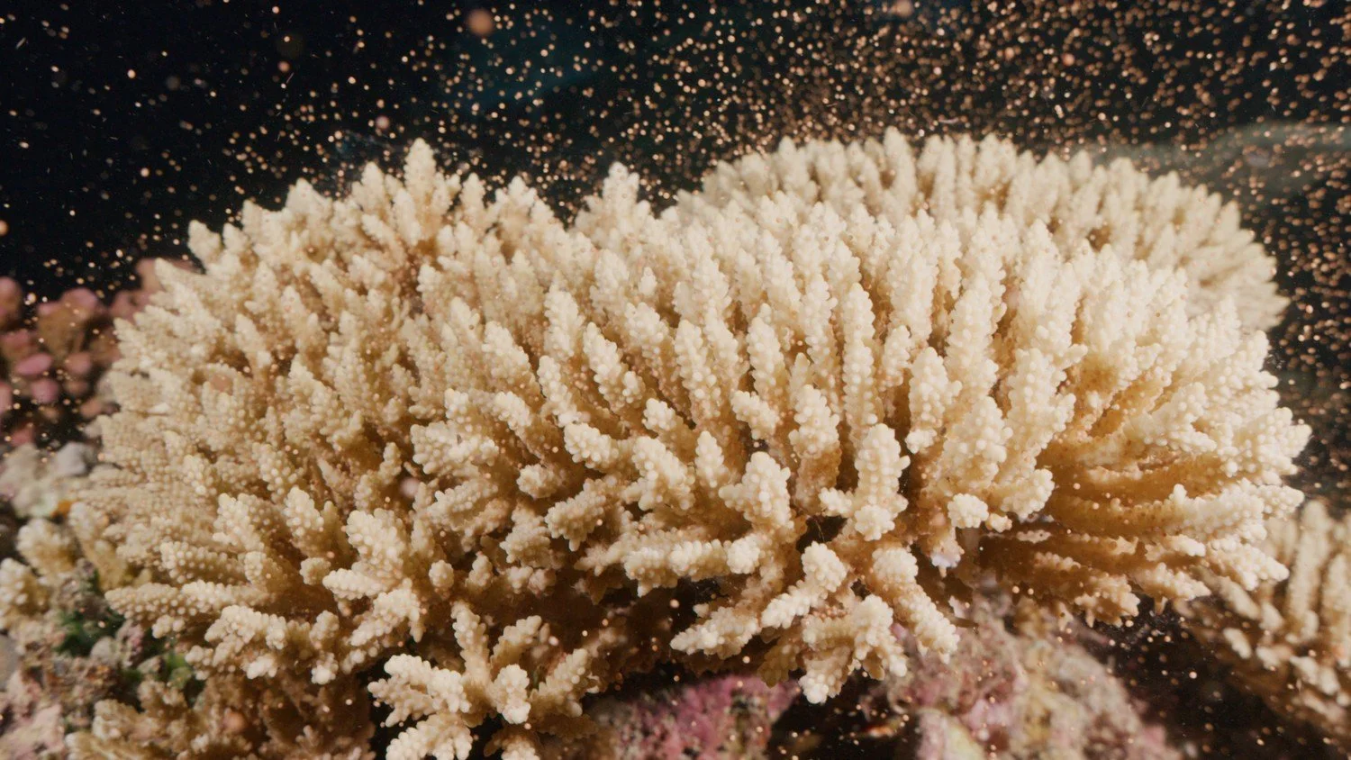 Coral spawning Great Barrier Reef underwater cinematography Australia
