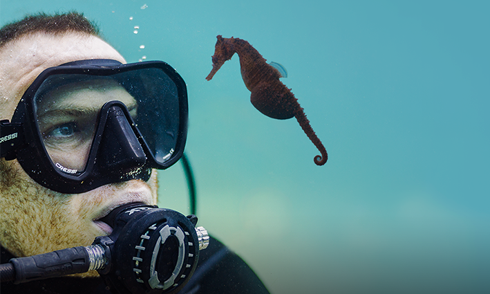 Grumpy Turtle &amp; Media Stockade announce Seahorse School