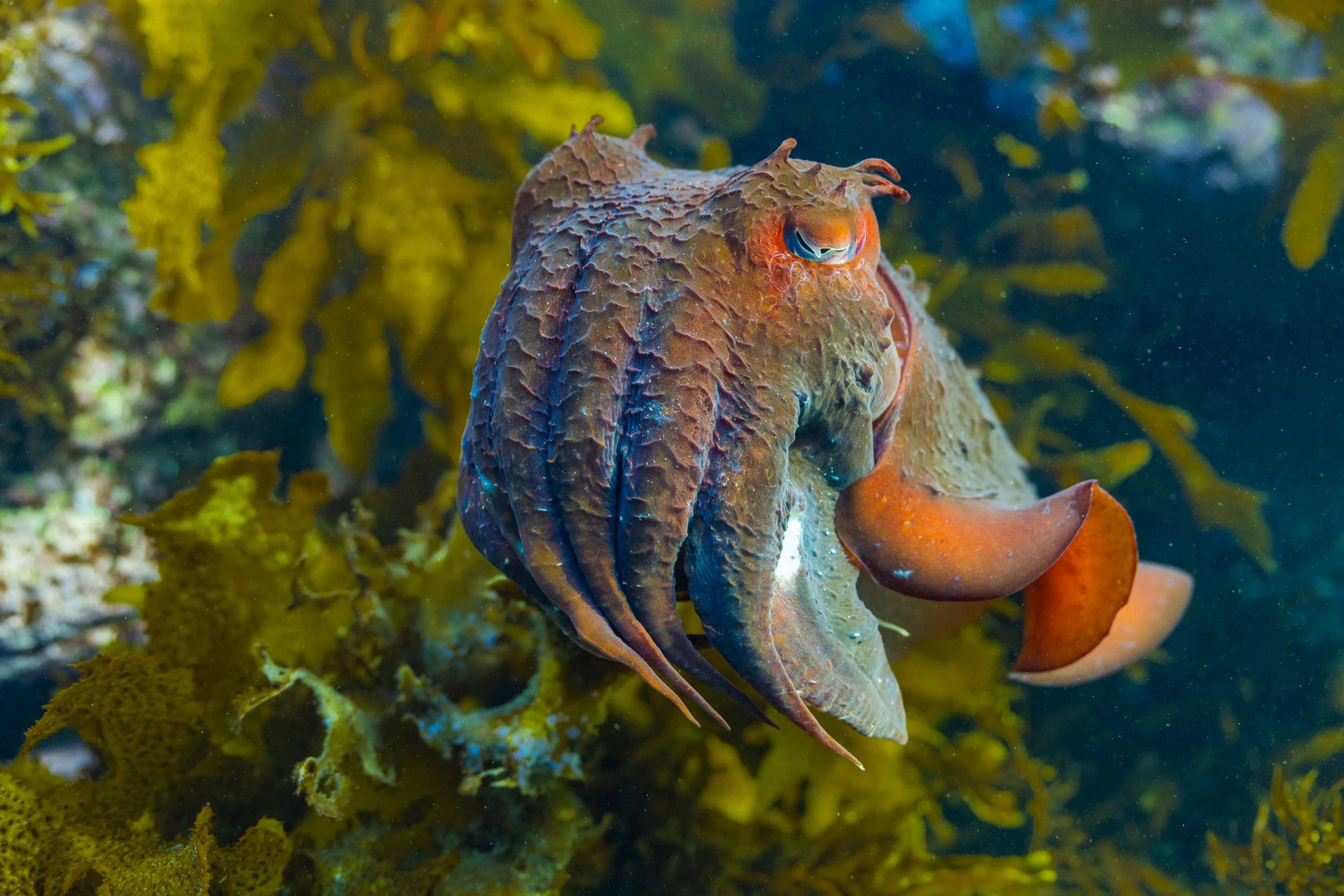 Giant cuttlefish Southern Ocean underwater cinematography South Australia