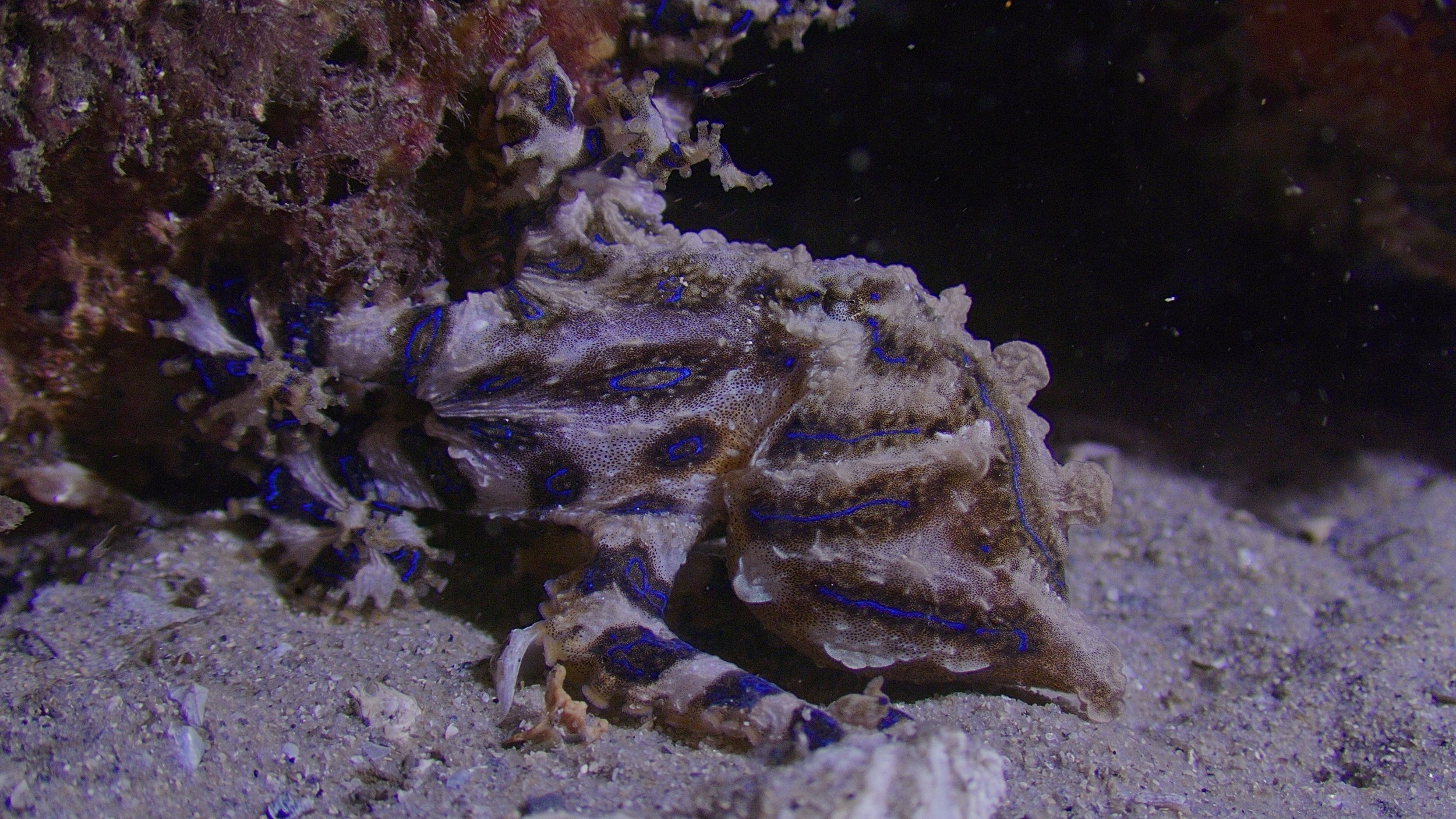Blue ring octopus underwater cinematography Australia natural history