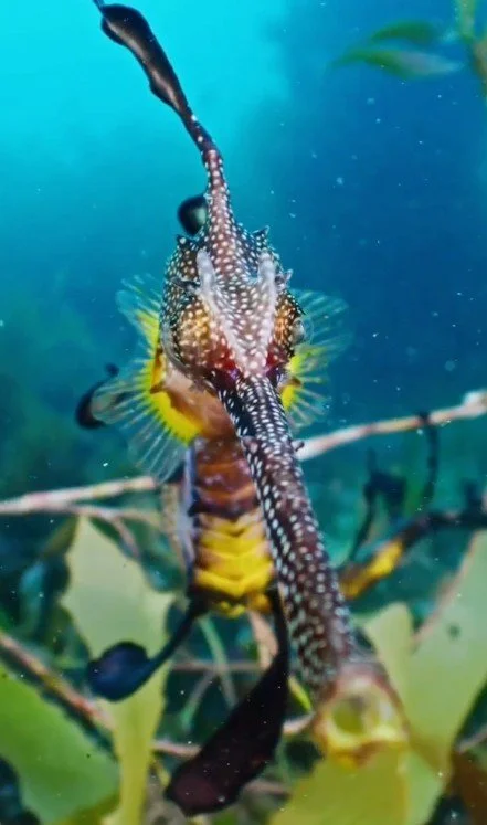Weedy sea dragon underwater cinematography Australia Southern Ocean