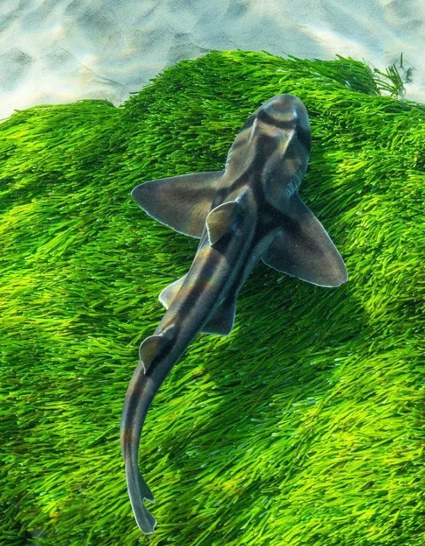 Port Jackson shark underwater cinematography Sydney Australia