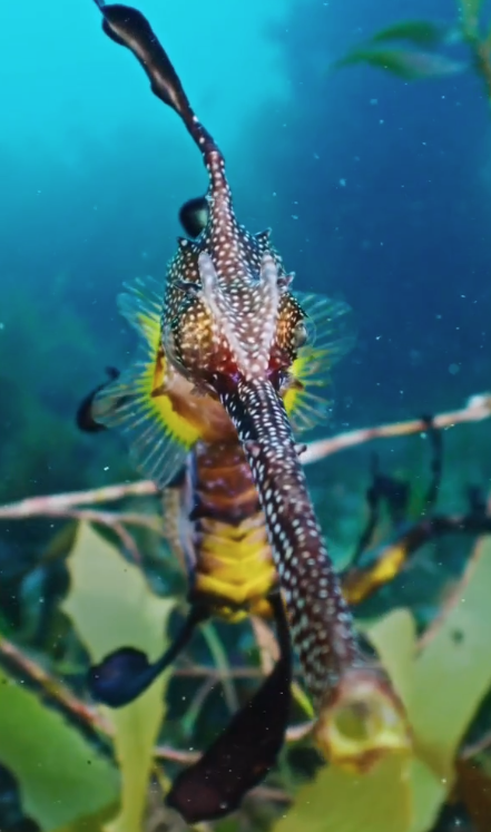 Weedy sea dragon underwater cinematography Australia Southern Ocean