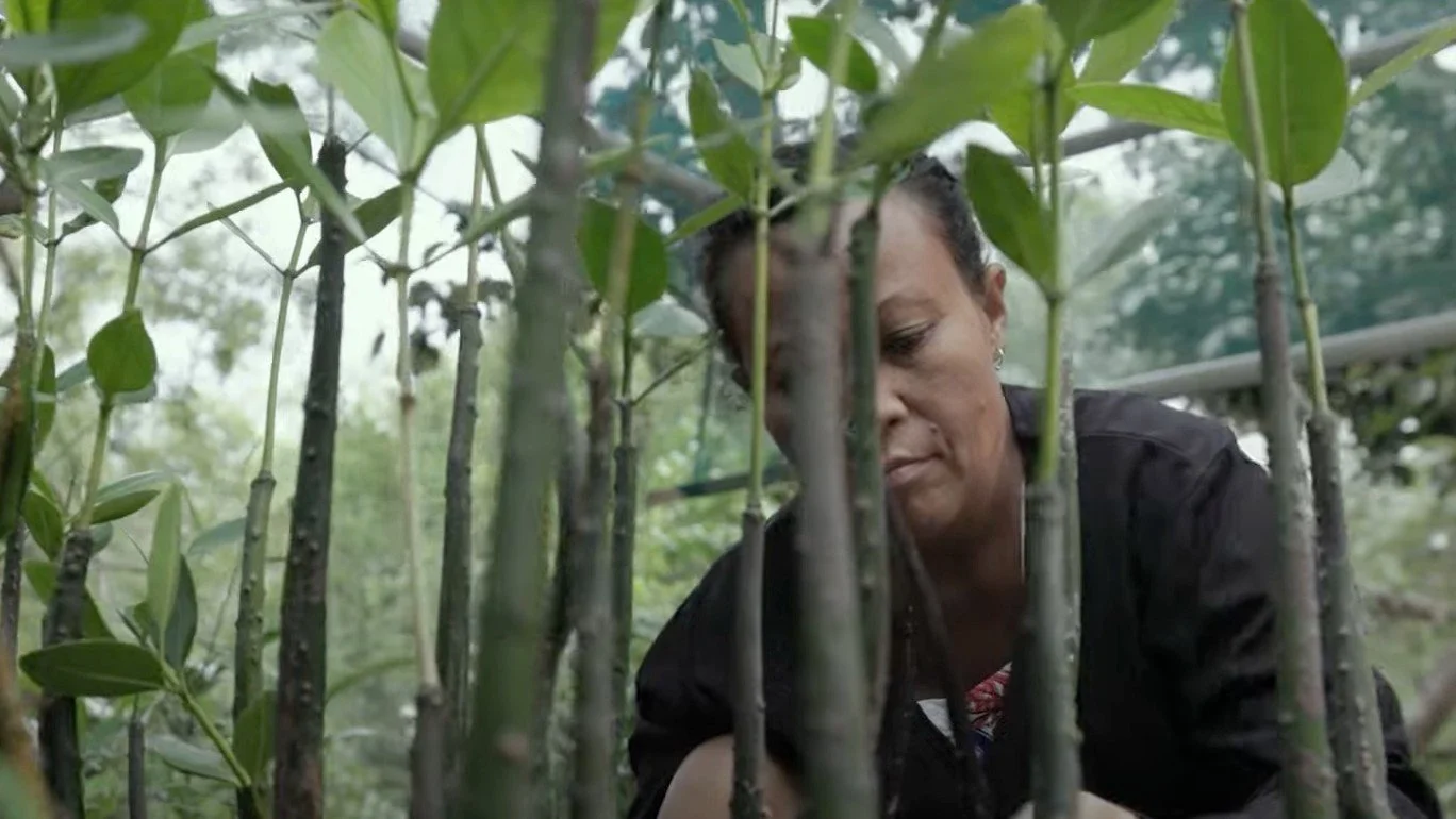 Still from A Tale of Two Forests, filmed by Grumpy Turtle Films for The Nature Conservancy