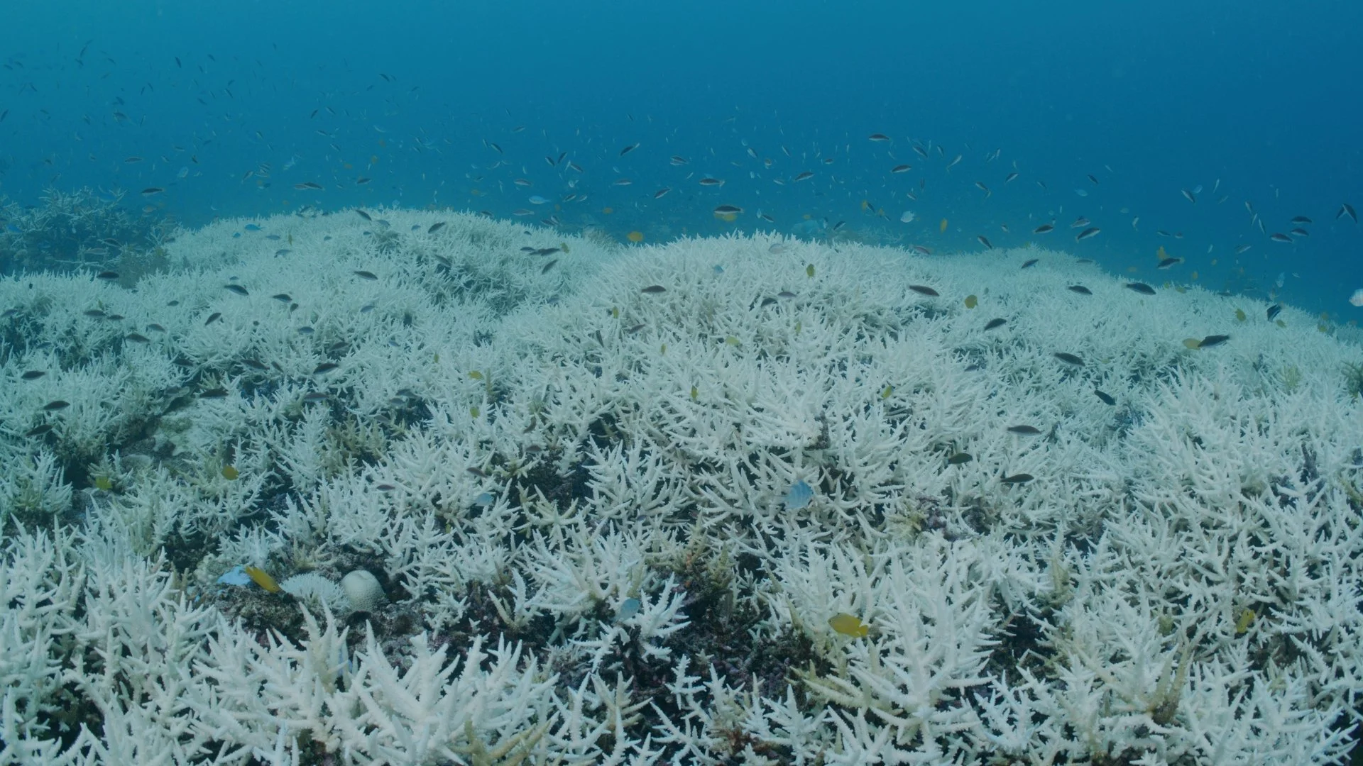 Coral bleaching Great Barrier Reef underwater stock footage Australia